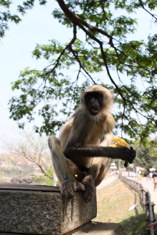 India 2010 - Hampi - Monkeys